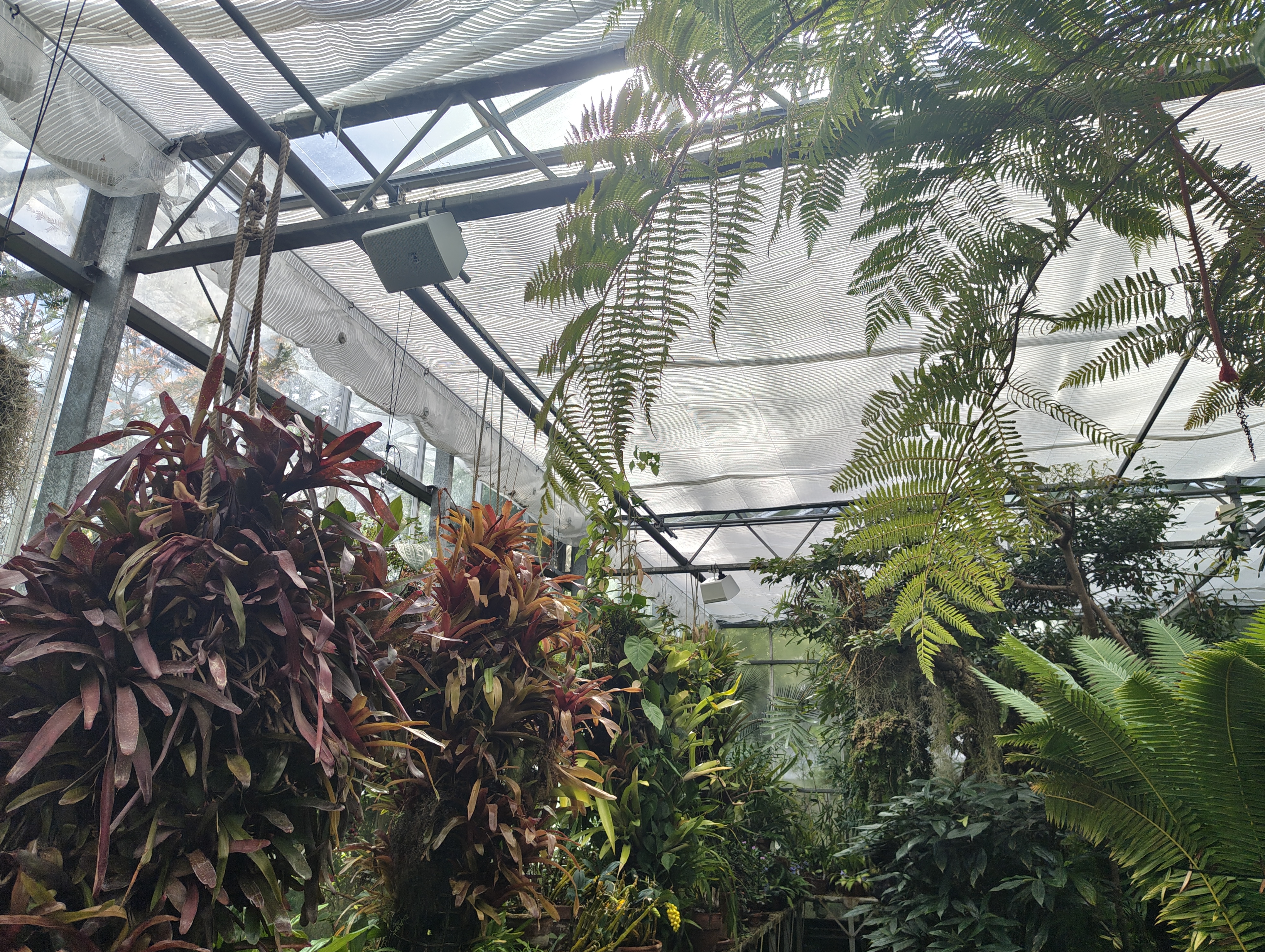 Amongst the living collections