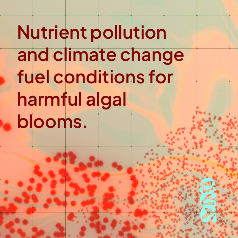 Microalgae, our foundational kin