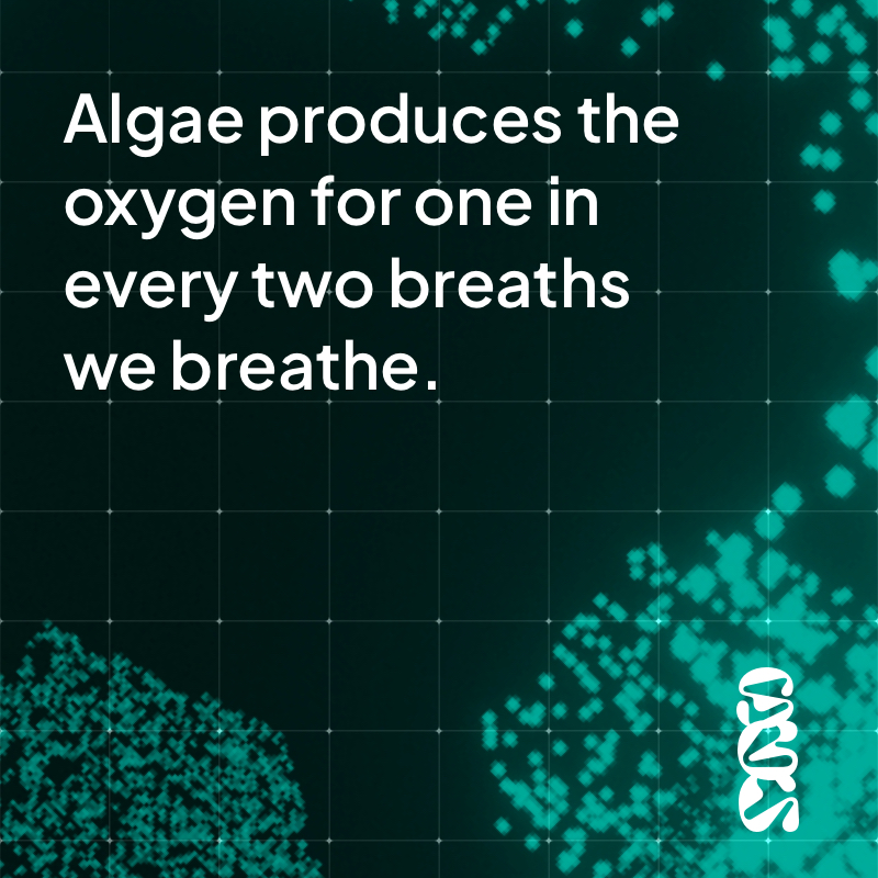 Producing half the oxygen we breathe
